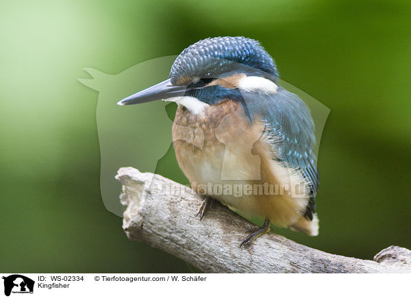 Eisvogel / Kingfisher / WS-02334