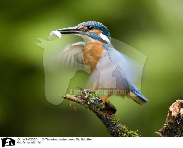 kingfisher with fish / WS-02355