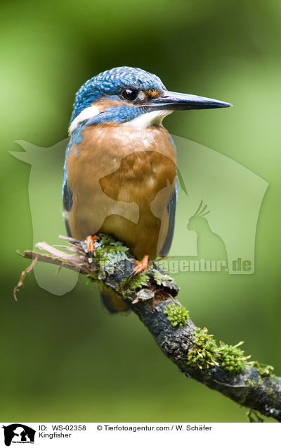 Kingfisher / WS-02358