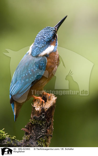 Kingfisher / WS-02360