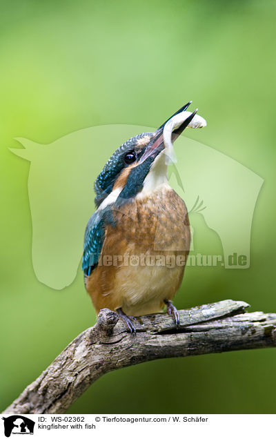 kingfisher with fish / WS-02362