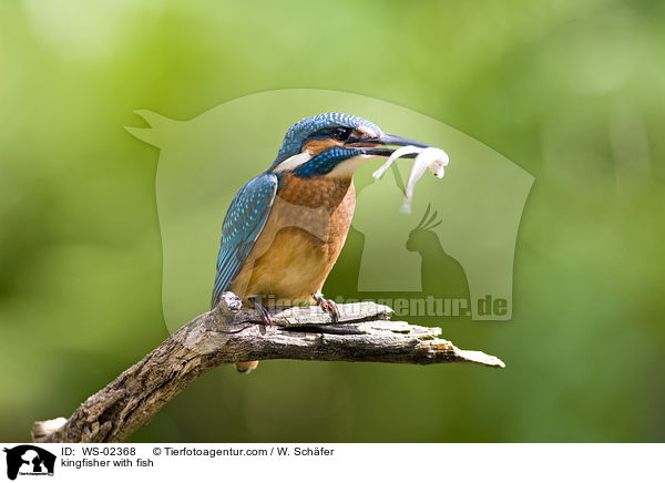 kingfisher with fish / WS-02368