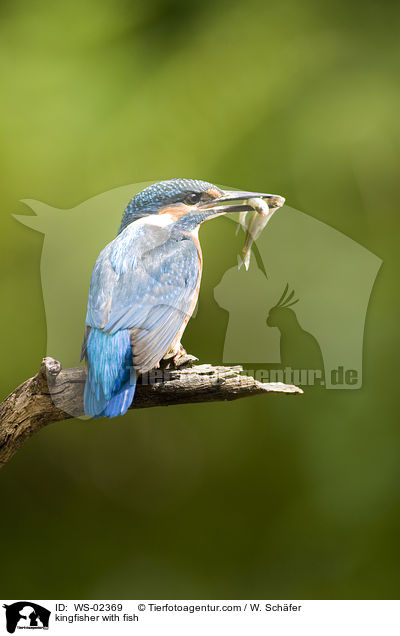 kingfisher with fish / WS-02369