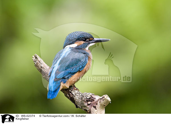 Kingfisher / WS-02374