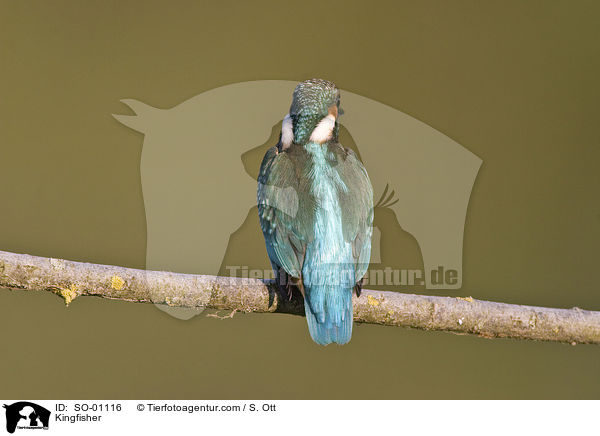 Kingfisher / SO-01116