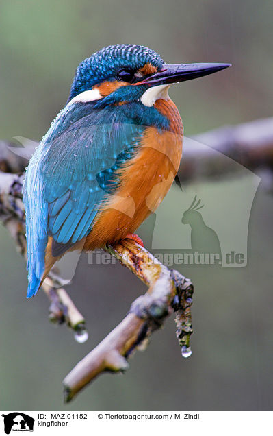 kingfisher / MAZ-01152