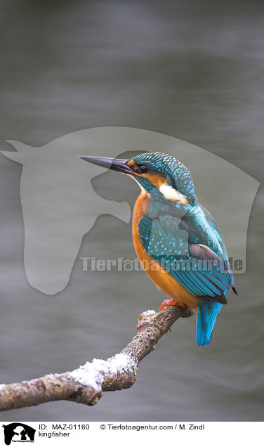 kingfisher / MAZ-01160