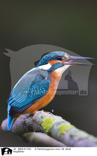 kingfisher / MAZ-01163