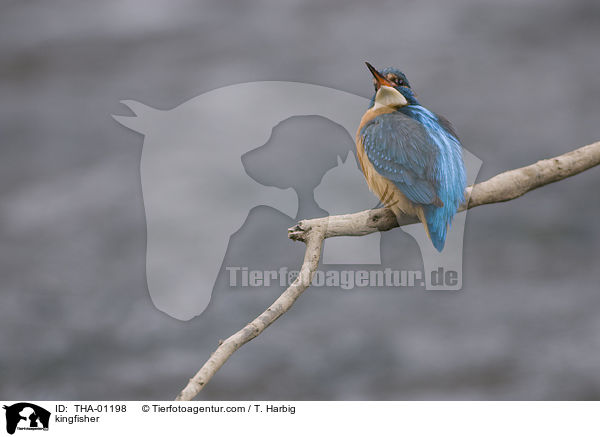 kingfisher / THA-01198