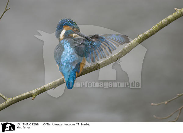 Eisvogel / kingfisher / THA-01209