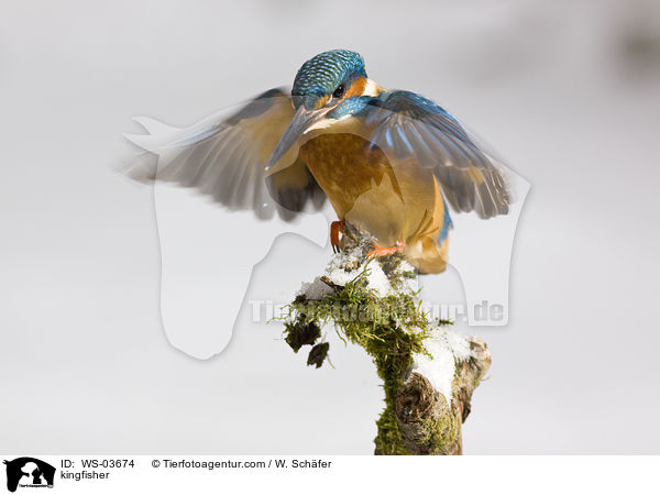 Eisvogel / kingfisher / WS-03674