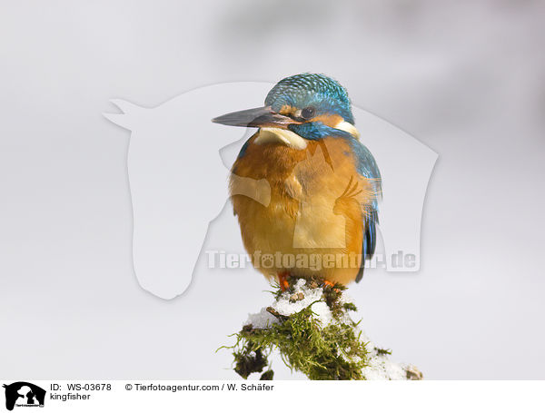 Eisvogel / kingfisher / WS-03678