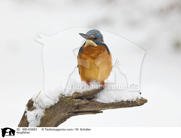 Eisvogel / kingfisher / WS-03683