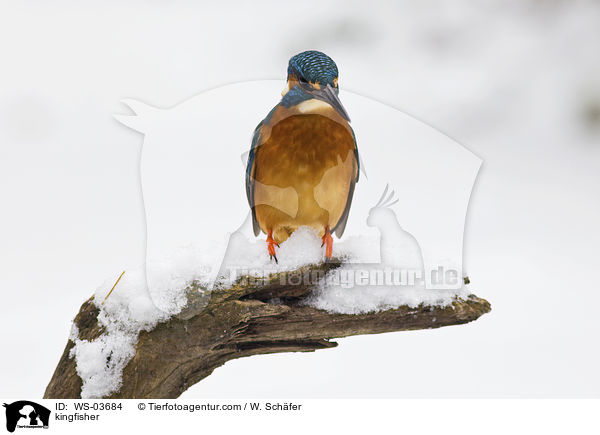 Eisvogel / kingfisher / WS-03684