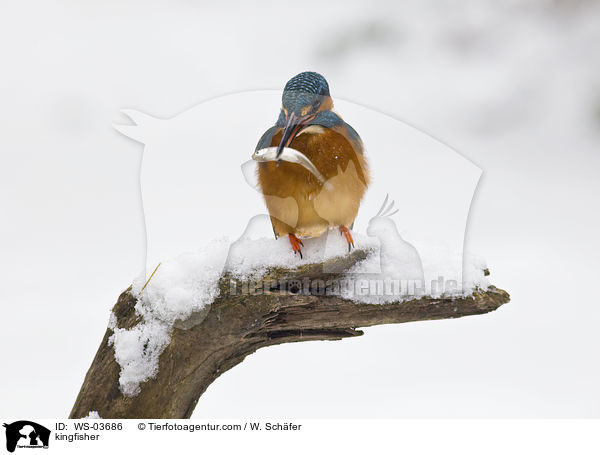 Eisvogel / kingfisher / WS-03686