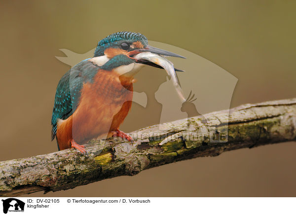 kingfisher / DV-02105