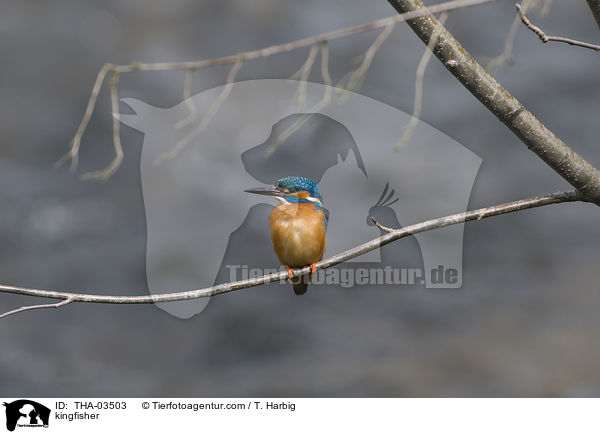 Eisvogel / kingfisher / THA-03503