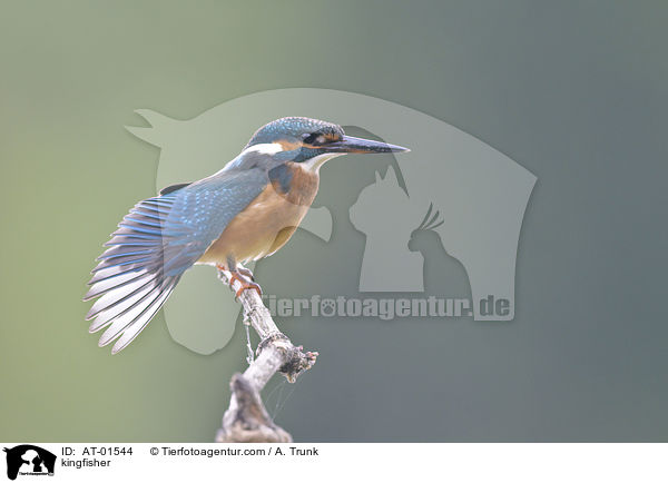 Eisvogel / kingfisher / AT-01544