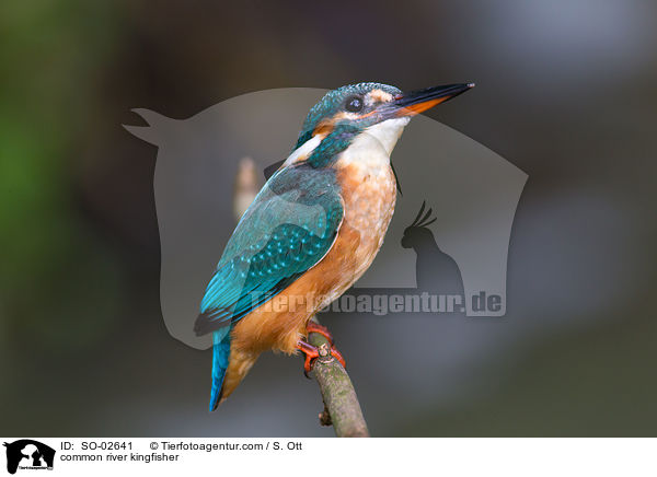 common river kingfisher / SO-02641