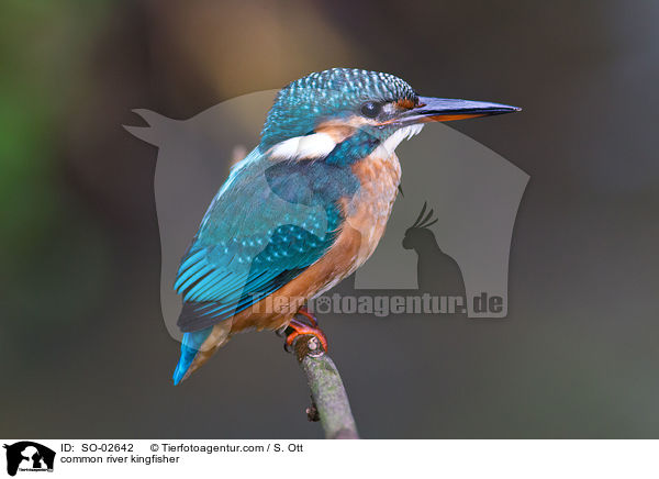 common river kingfisher / SO-02642