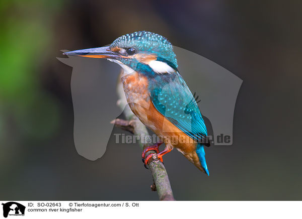 common river kingfisher / SO-02643