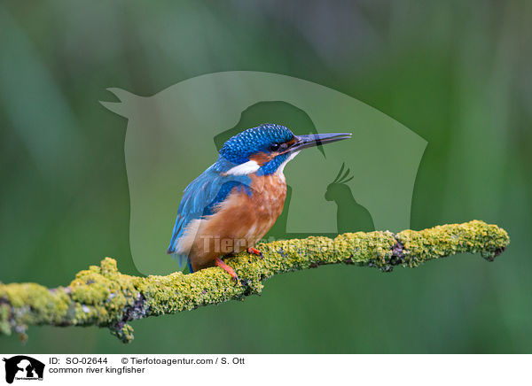 common river kingfisher / SO-02644