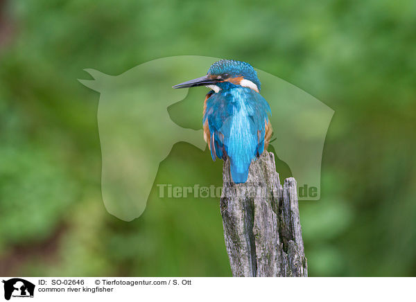 common river kingfisher / SO-02646