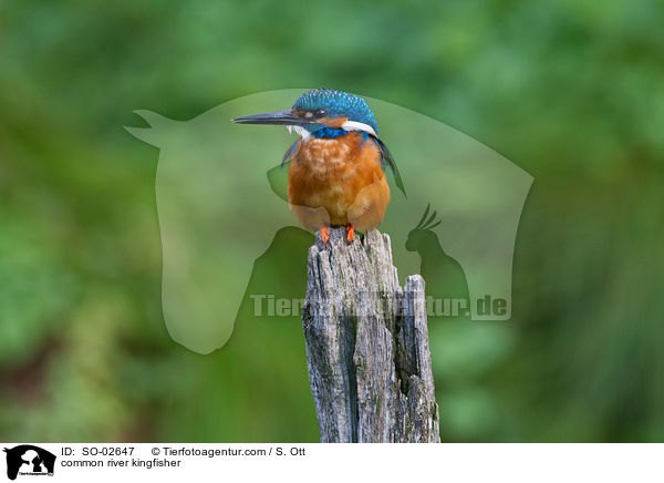 common river kingfisher / SO-02647