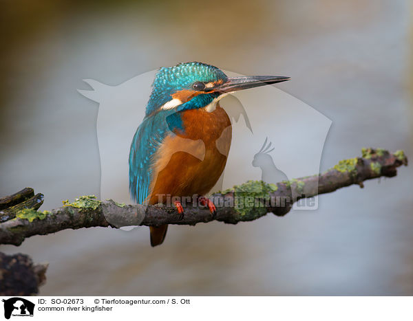 common river kingfisher / SO-02673