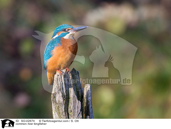 common river kingfisher / SO-02674