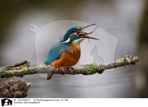 common river kingfisher / SO-02677