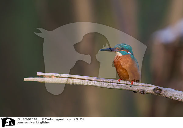 common river kingfisher / SO-02678