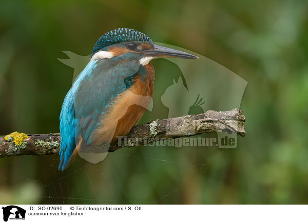 common river kingfisher / SO-02690