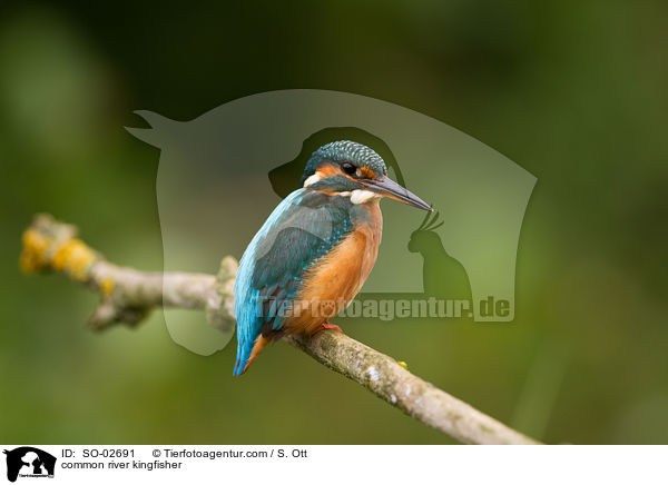 common river kingfisher / SO-02691