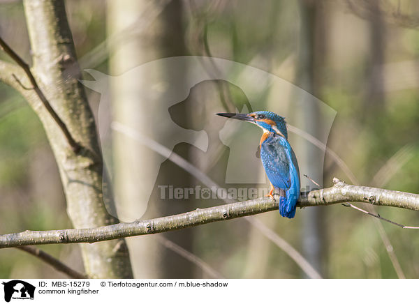 common kingfisher / MBS-15279