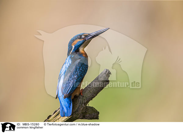 common kingfisher / MBS-15280