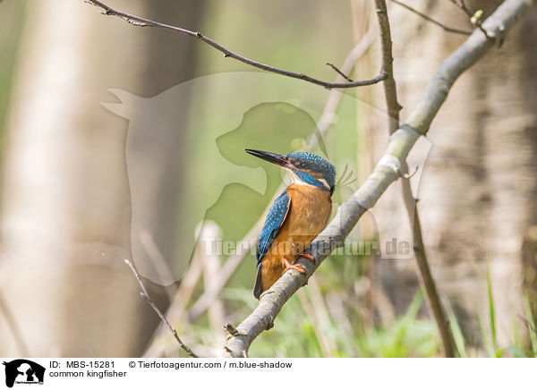 common kingfisher / MBS-15281