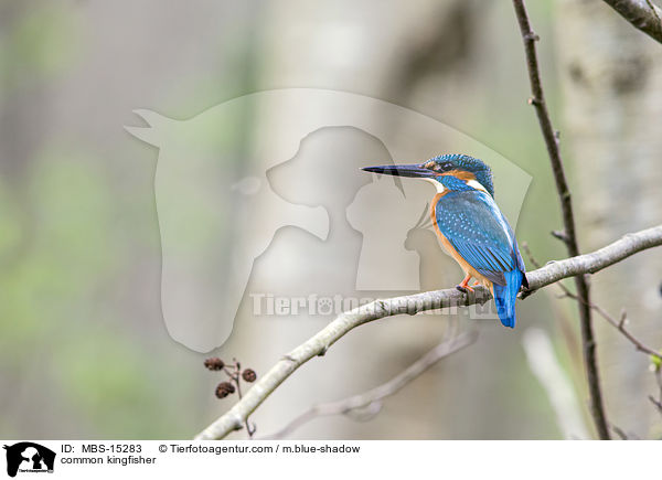 common kingfisher / MBS-15283