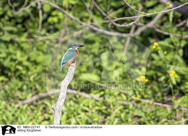 sitting Kingfisher / MBS-22747