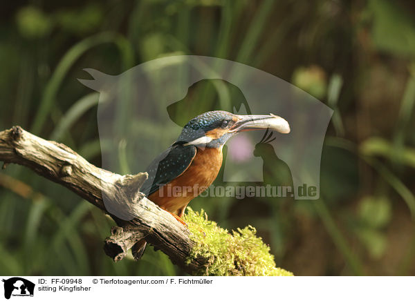 sitzender Eisvogel / sitting Kingfisher / FF-09948