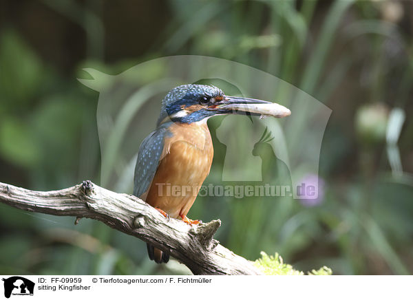 sitzender Eisvogel / sitting Kingfisher / FF-09959