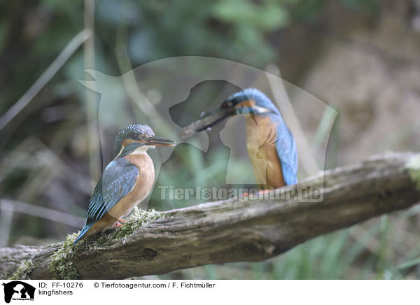 Eisvgel / kingfishers / FF-10276