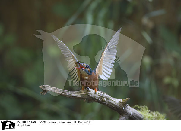 Eisvogel / kingfisher / FF-10295
