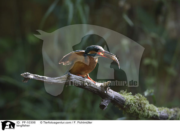 Eisvogel / kingfisher / FF-10306