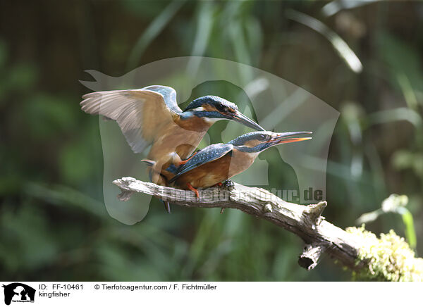 Eisvogel / kingfisher / FF-10461