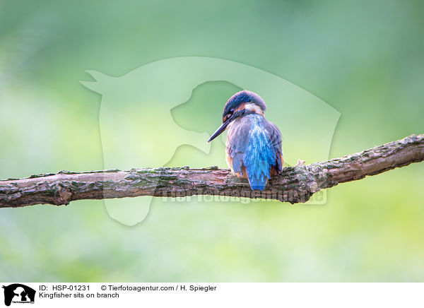 Eisvogel sitzt auf Ast / Kingfisher sits on branch / HSP-01231