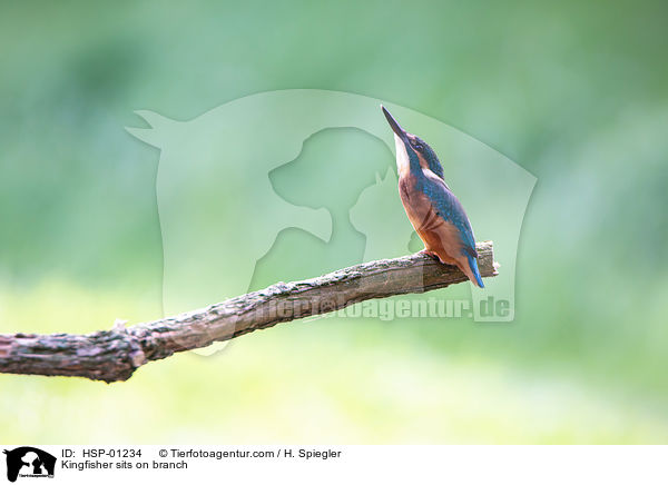 Eisvogel sitzt auf Ast / Kingfisher sits on branch / HSP-01234