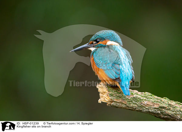 Eisvogel sitzt auf Ast / Kingfisher sits on branch / HSP-01239