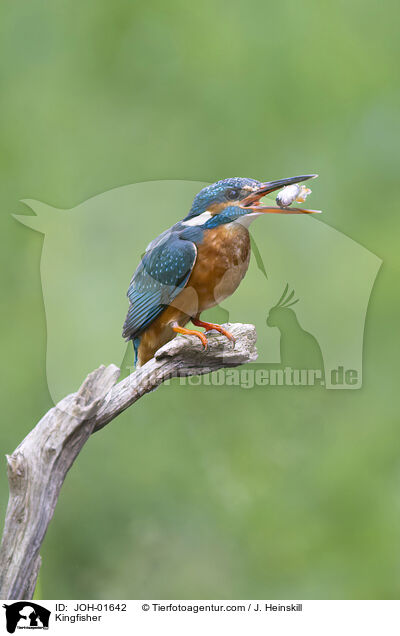 Eisvogel / Kingfisher / JOH-01642