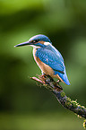 Kingfisher